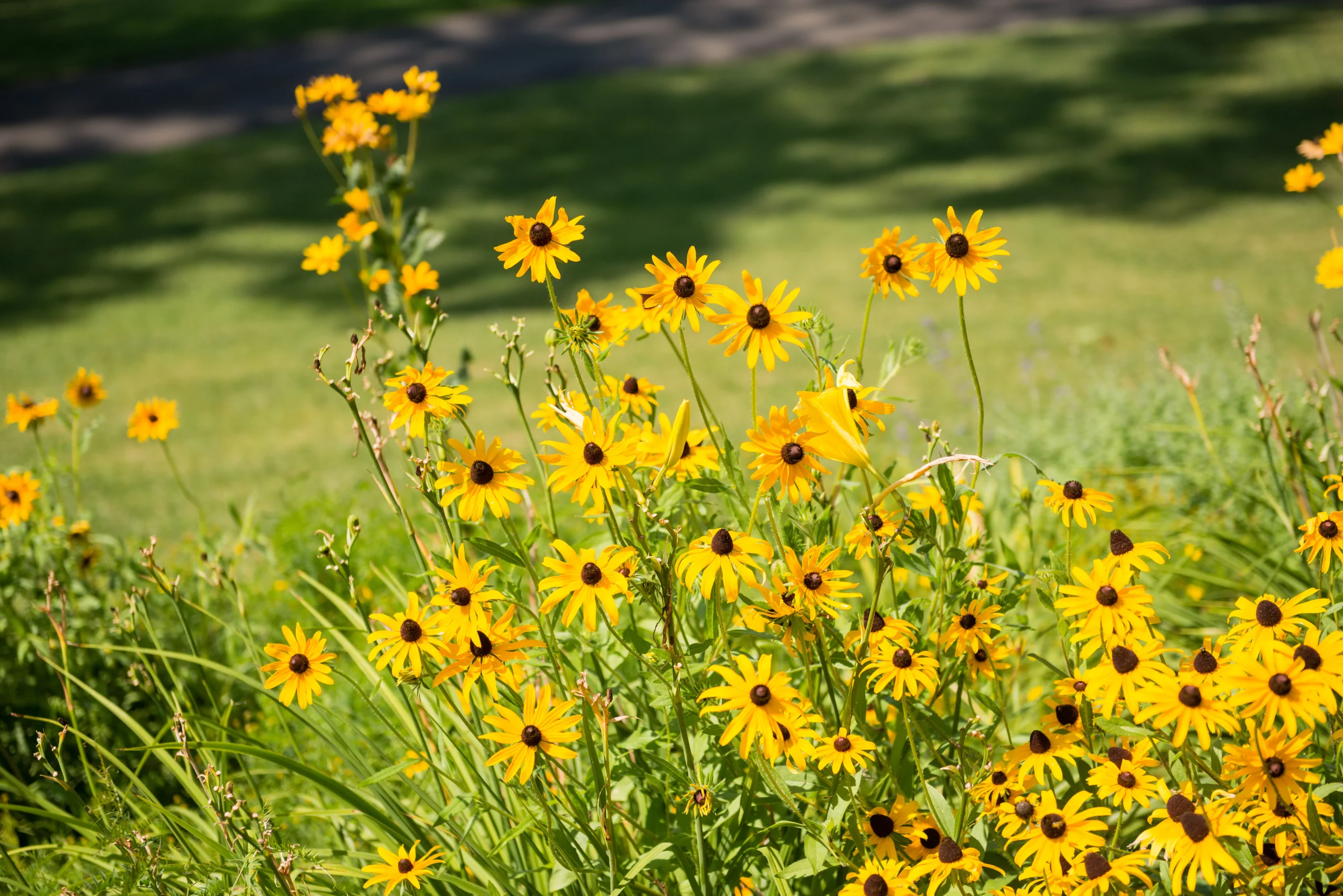 black-eyed-susans-bg